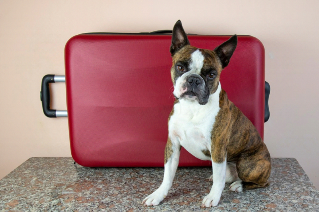 Hundetransport in die Vereinigten Staaten