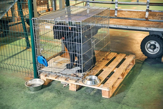 Transportbox für Hund